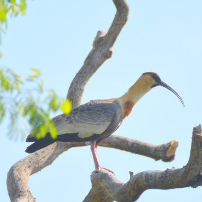 Buff-Necked Ibis